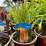 Fakľovka (Kniphofia) ´TIMOTHY´ - kont. C1.5L